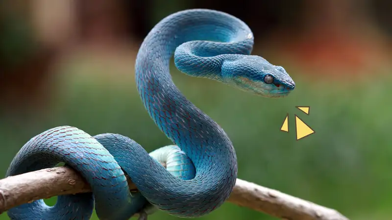Ular Berbisa