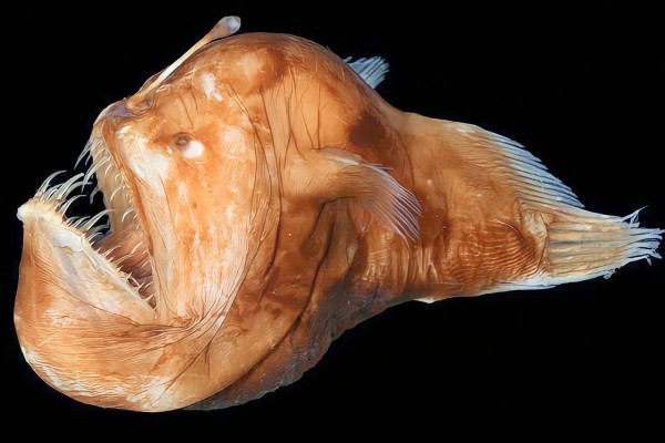 Mengenal Ikan Anglerfish, Ikan Laut Dalam yang Muncul ke Permukaan di Spanyol