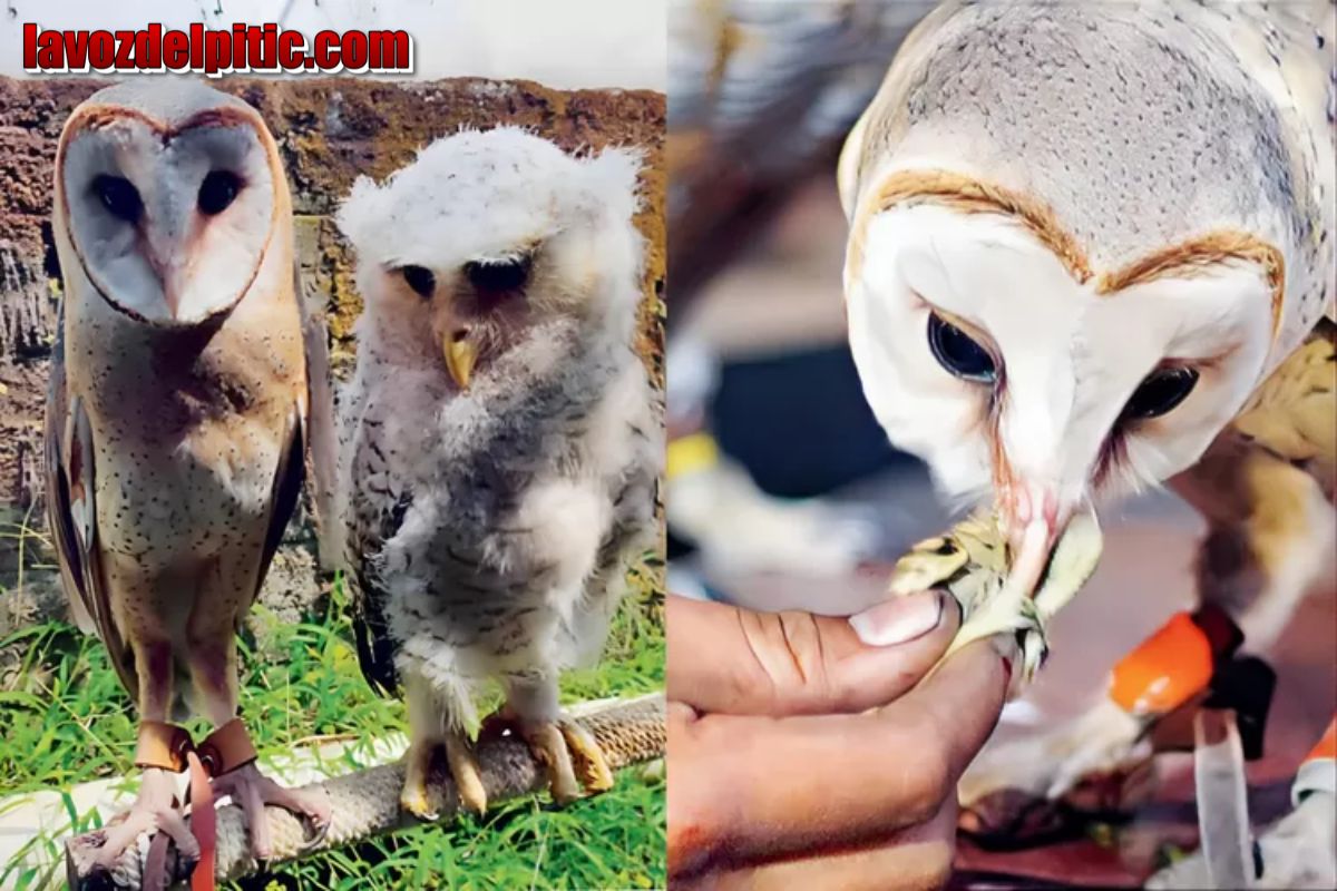 14 Jenis Burung Hantu Lengkap dengan Cara Merawat dan Harganya