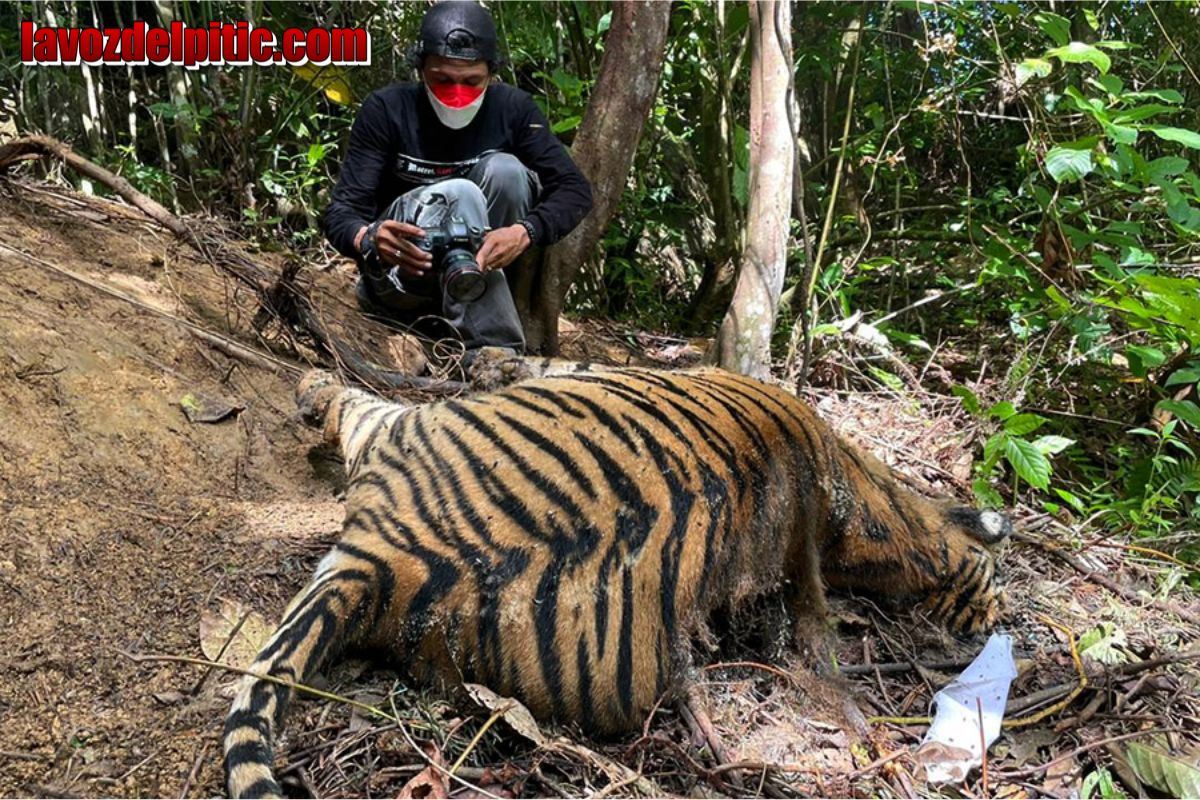 Harimau Bengal Sumatra Mati Tragis di Habitat Sendiri, Akibat Konflik dengan Warga