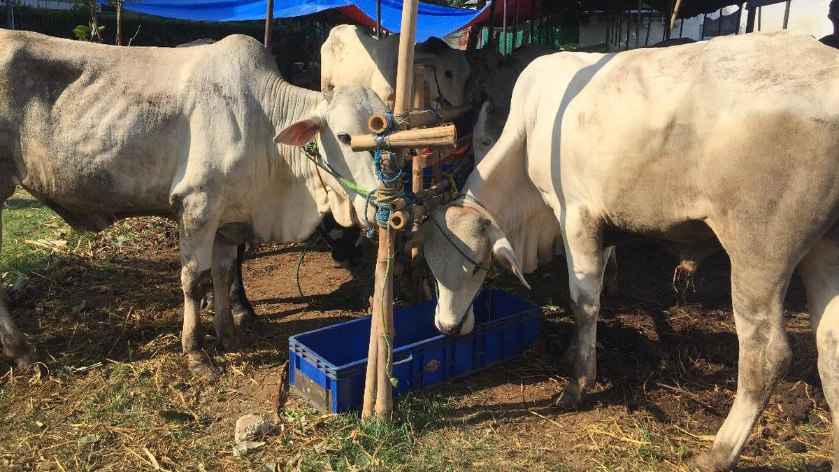Sapi Kurban di Jaksel Kabur Lalu Kecebur Bekas Kolam Renang Sedalam 5 Meter